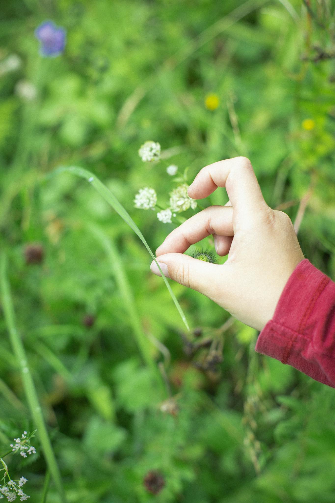 A hand delicately holds a wildflower against lush greenery, showcasing nature's beauty.